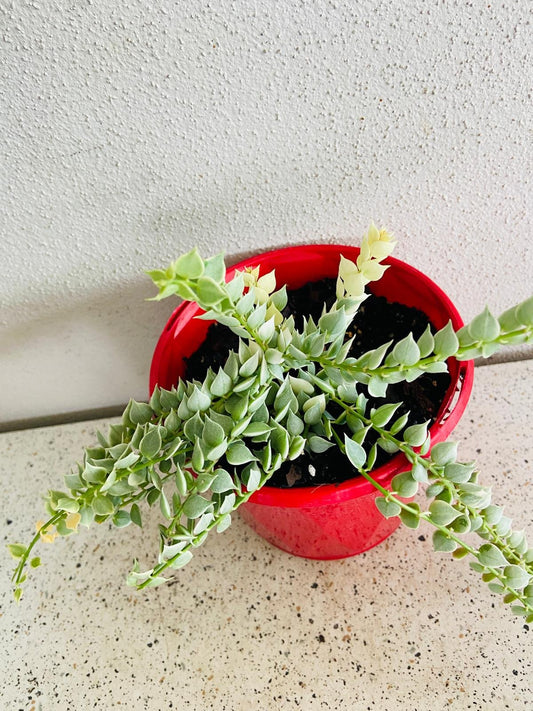 Dischidia Ruscifolia Variegata - Variegated Million Hearts - Cutting