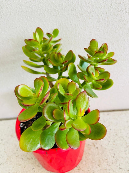 Crassula Ovata Minima - Cutting