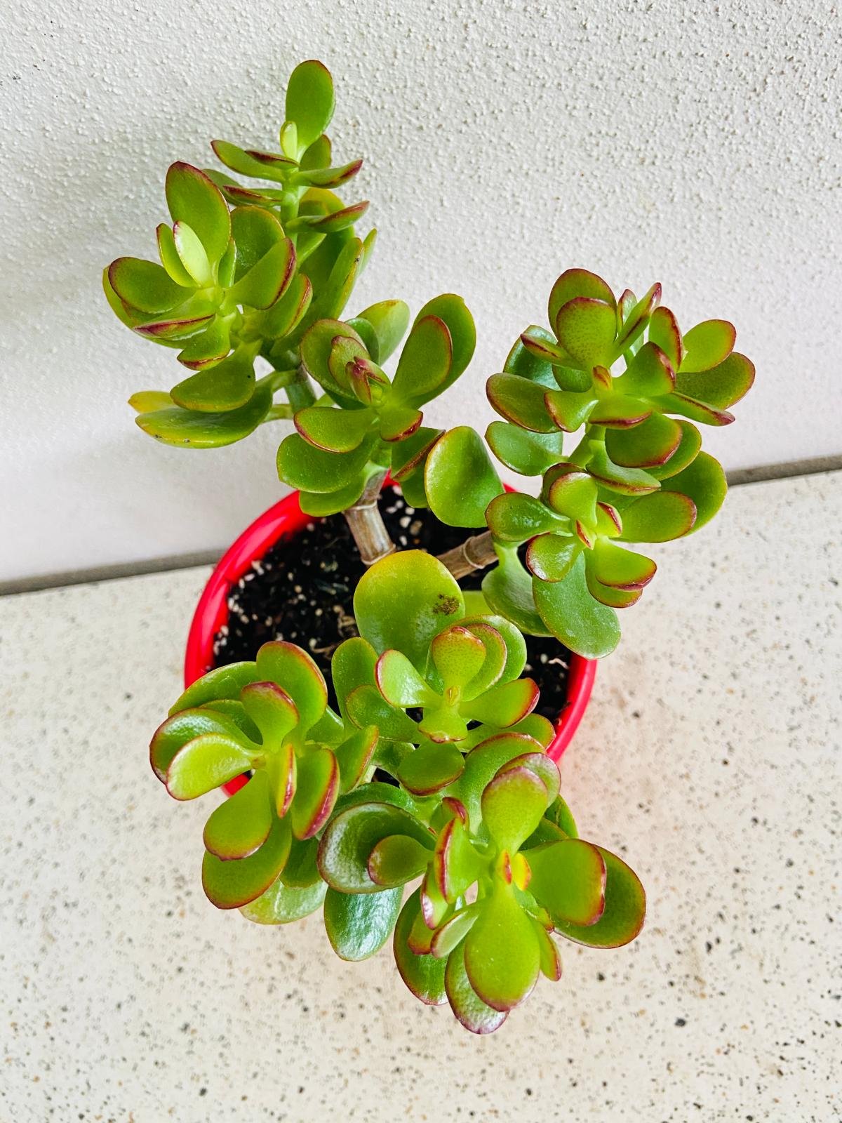 Crassula Ovata Minima - Cutting