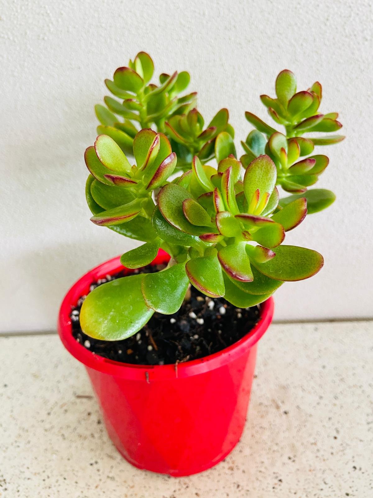 Crassula Ovata Minima - Cutting