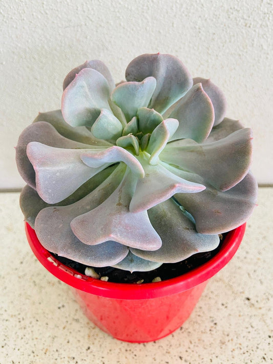 Echeveria Cubic Frost