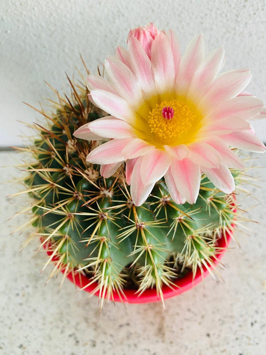Cactus Special #34