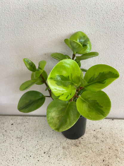 Peperomia Obtusifolia Lemon Lime 130mm
