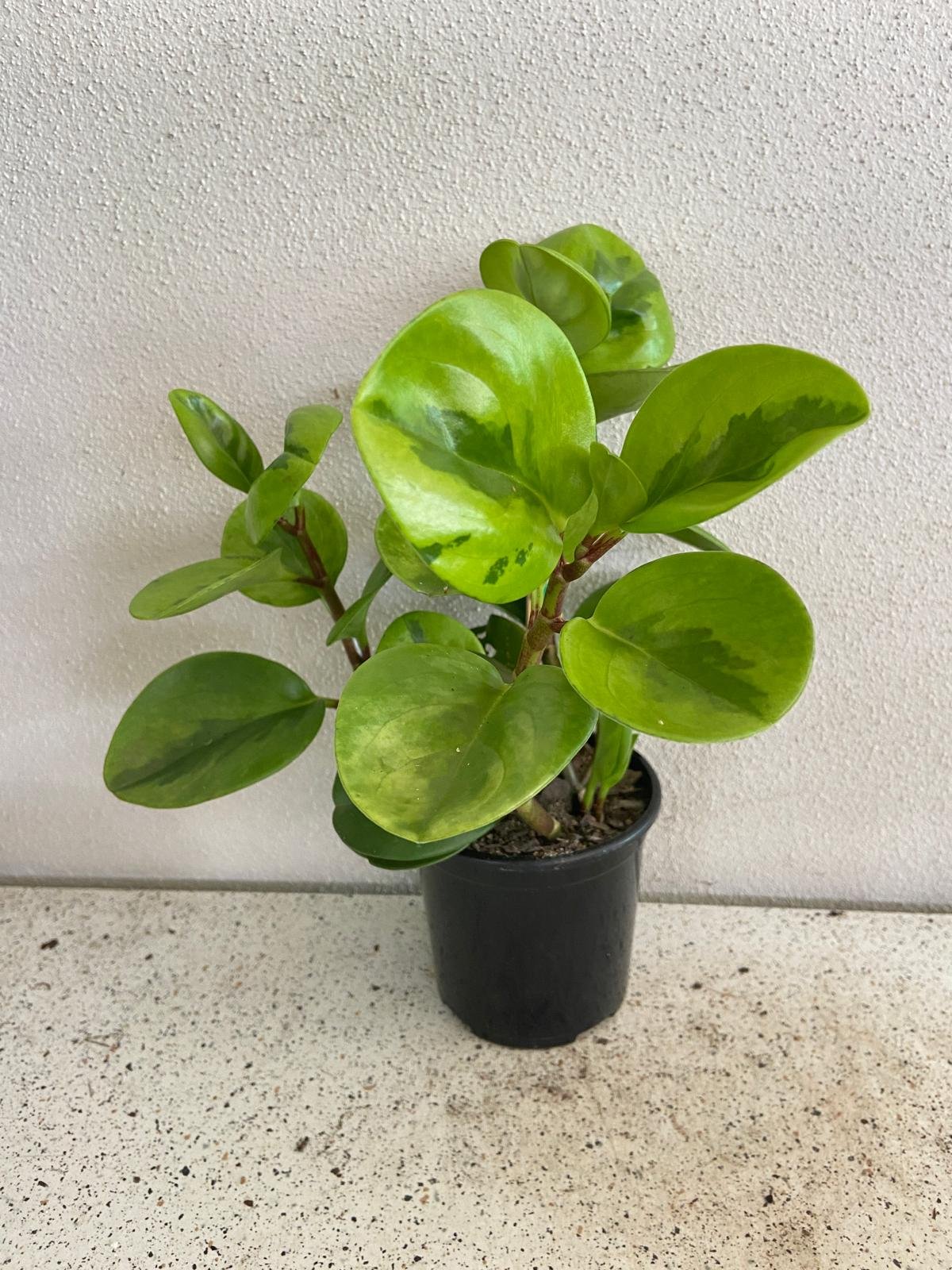 Peperomia Obtusifolia Lemon Lime 130mm