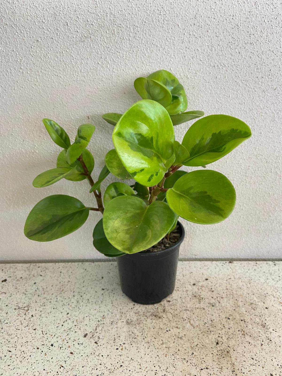 Peperomia Obtusifolia Lemon Lime 130mm