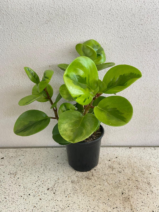 Peperomia Obtusifolia Lemon Lime 130mm