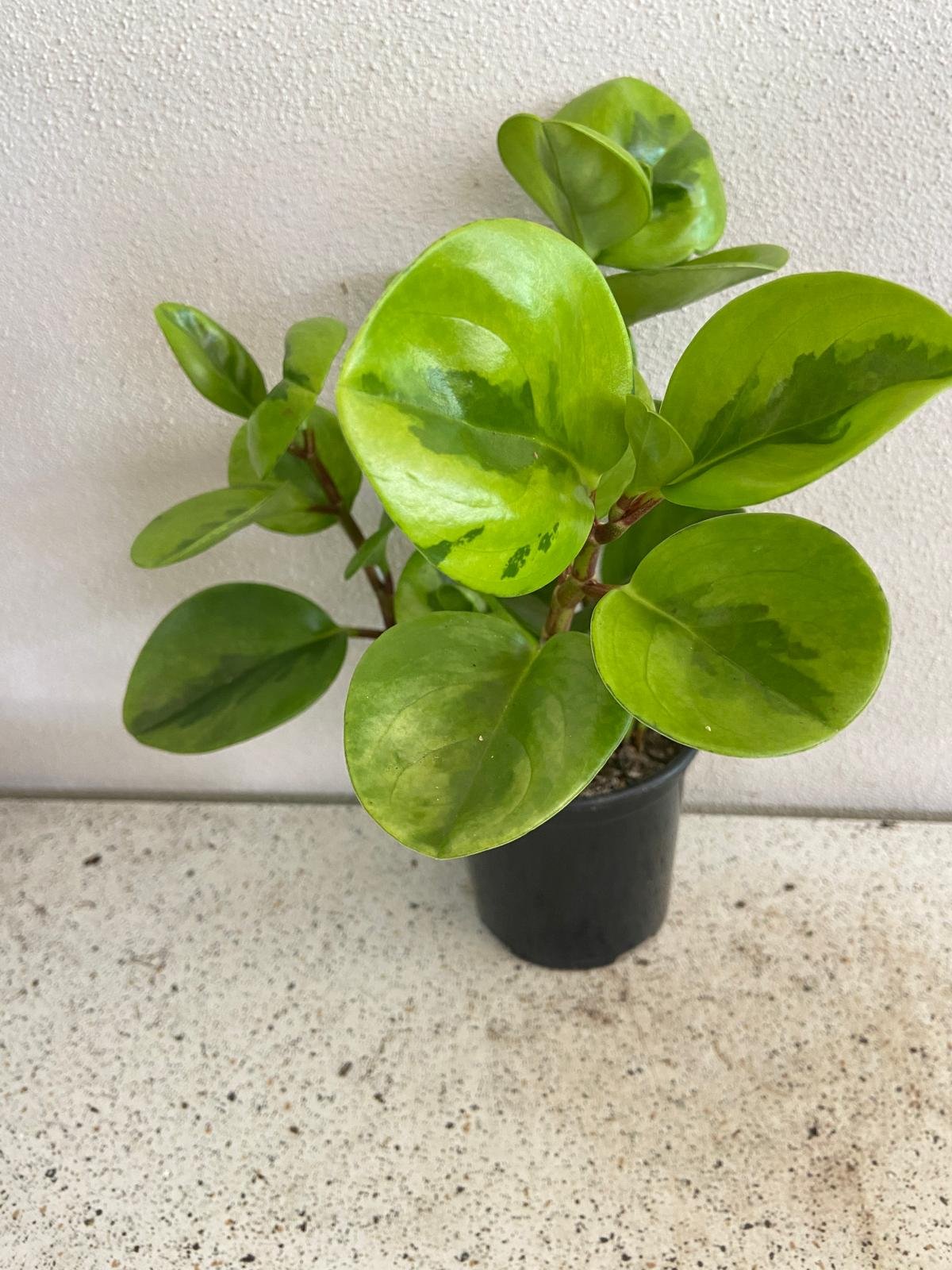Peperomia Obtusifolia Lemon Lime 130mm