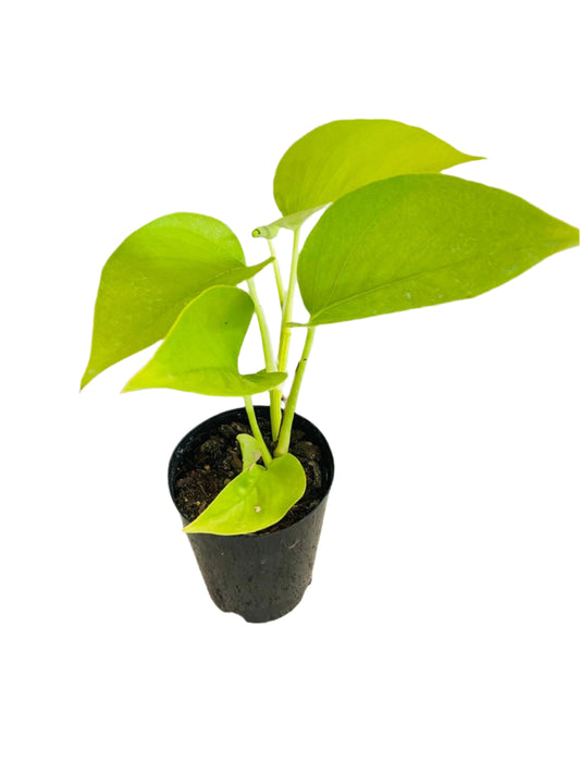 Epipremnum Gold