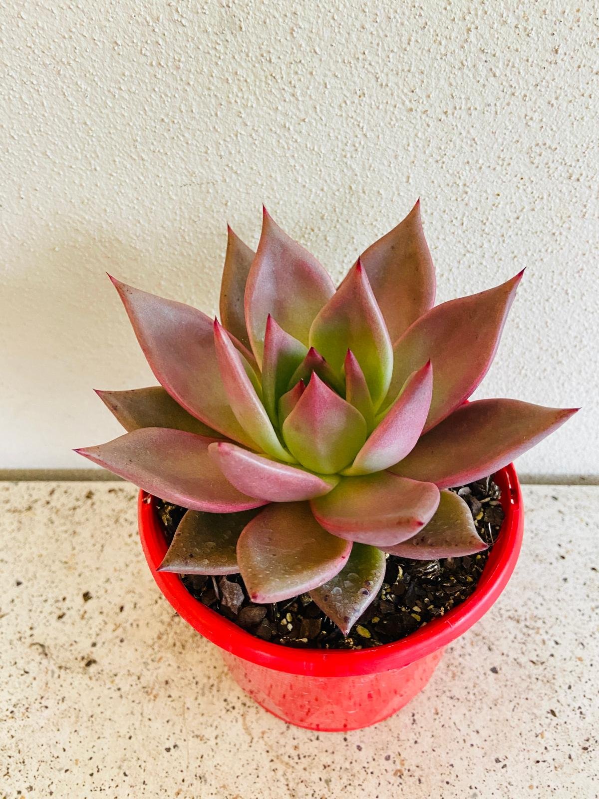 Echeveria Romeo Hybrid 130mm