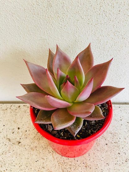 Echeveria Romeo Hybrid 130mm
