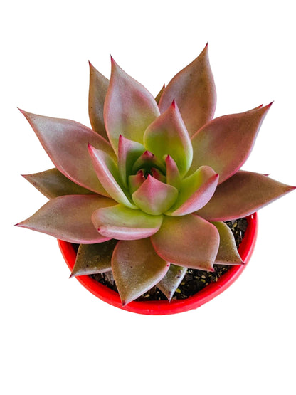 Echeveria Romeo Hybrid 130mm
