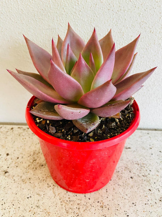 Echeveria Romeo Hybrid 130mm