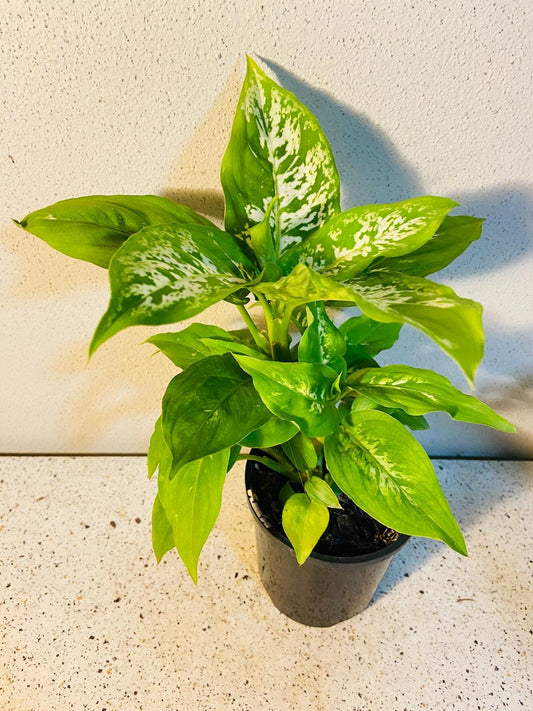 Dieffenbachia Compacta
