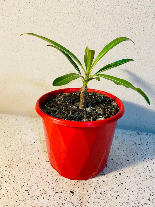 Pachypodium Meridionale  130mm