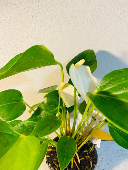 Anthurium Special White  100mm