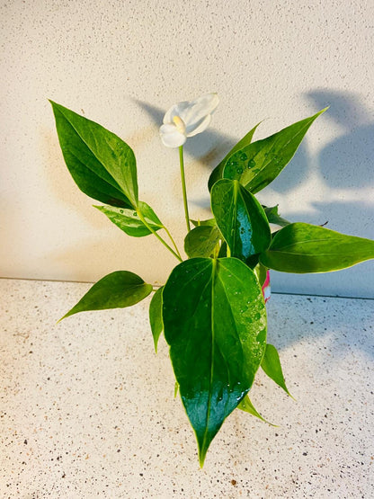 Anthurium Special White  100mm