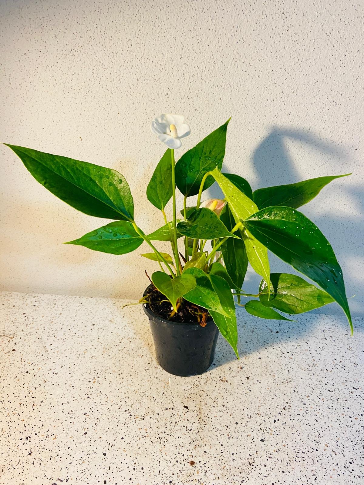 Anthurium Special White  100mm