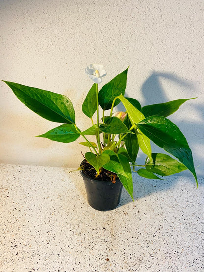 Anthurium Special White  100mm