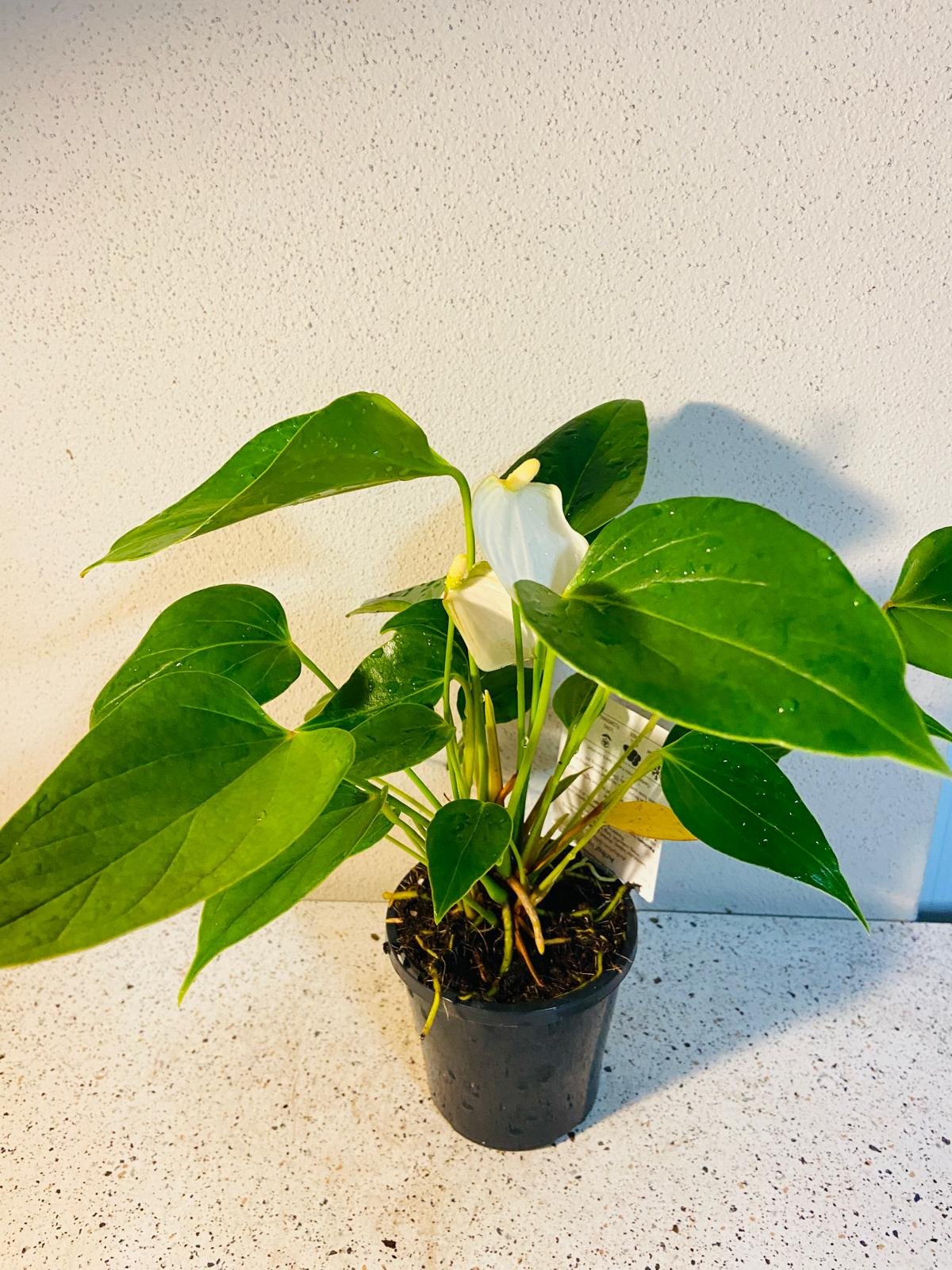 Anthurium Special White  100mm