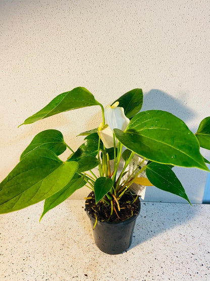 Anthurium Special White  100mm