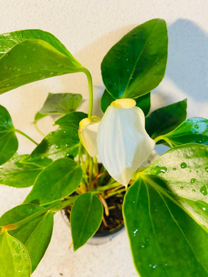 Anthurium Special White  100mm