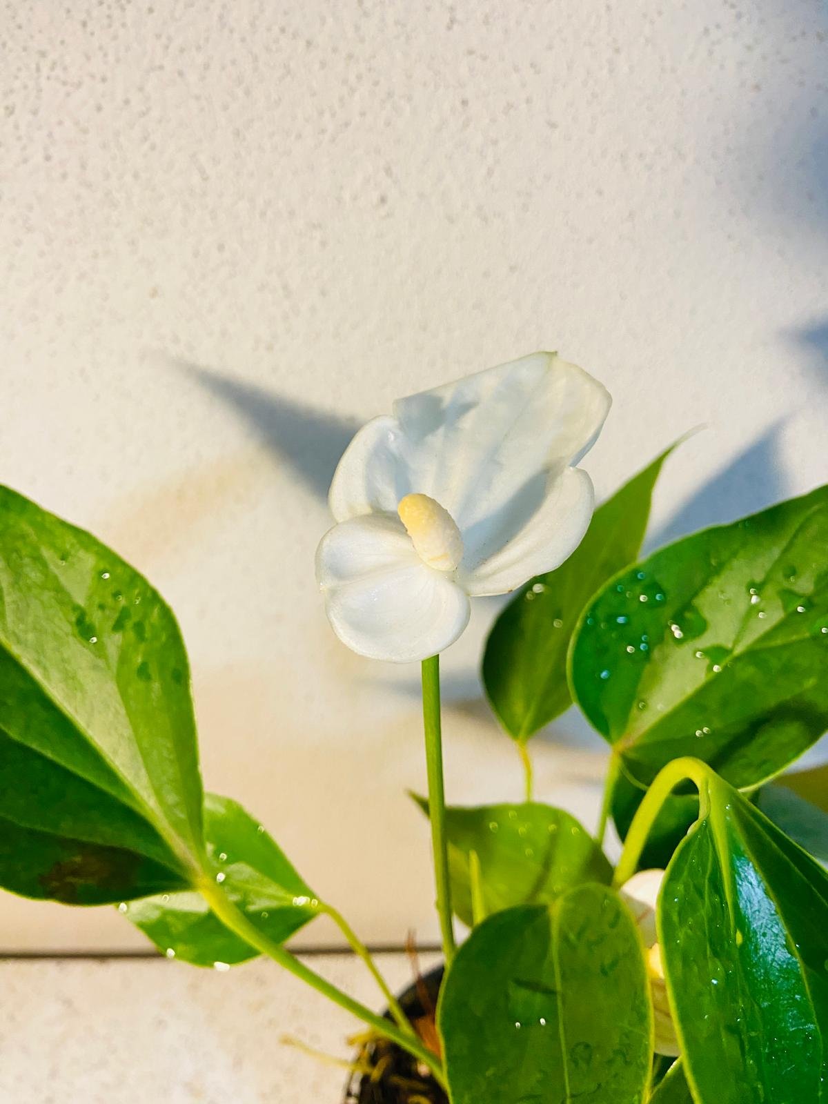 Anthurium Special White  100mm