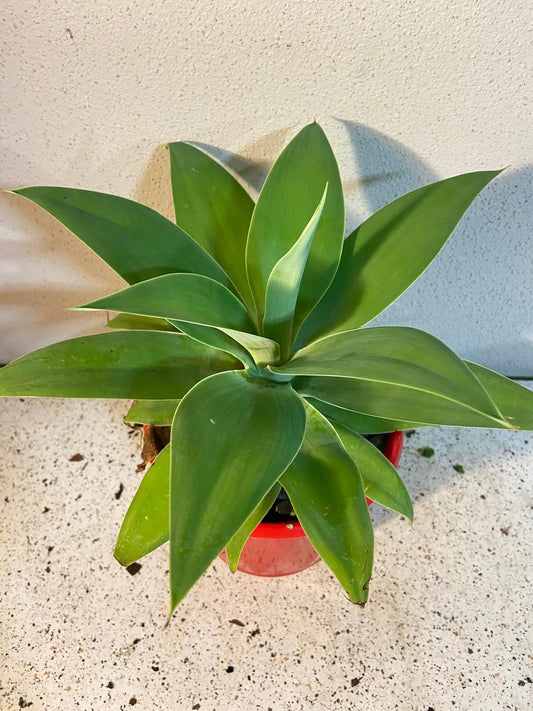 Agave Attenuata