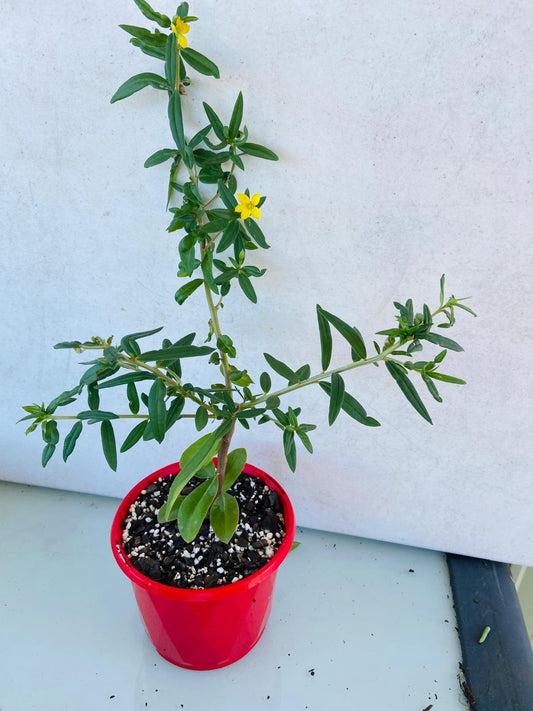 Talinum Caffrum #56