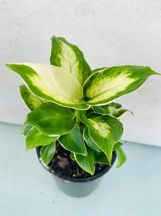 Dieffenbachia Camille