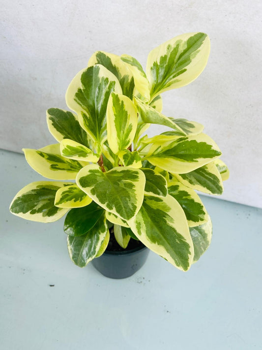 Peperomia Obtusifolia Varigata