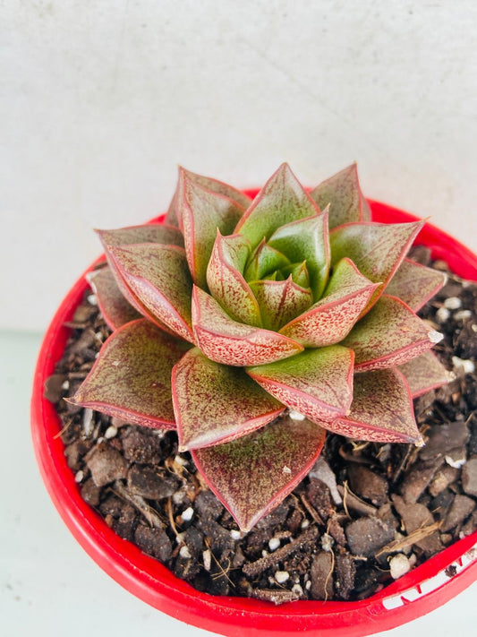 Echeveria Purpursoum  130mm