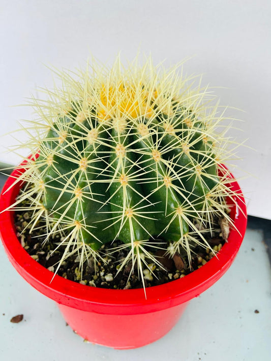 Cacti- Golden Ball Cactus Special #59