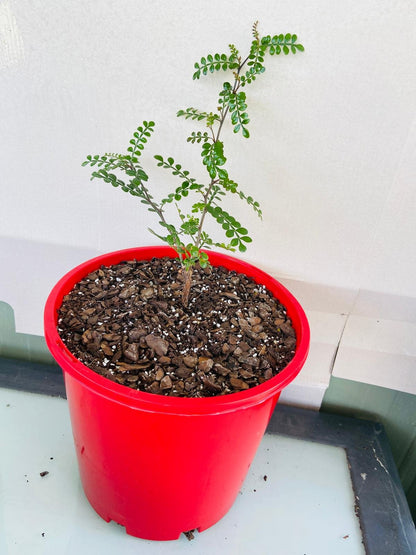 Operculicarya Decaryi