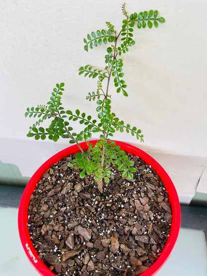 Operculicarya Decaryi