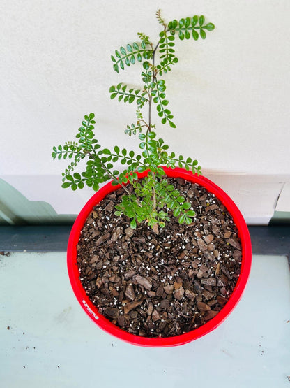 Operculicarya Decaryi