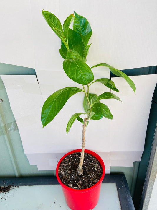 Adasonia Digitata (Baobab) #65