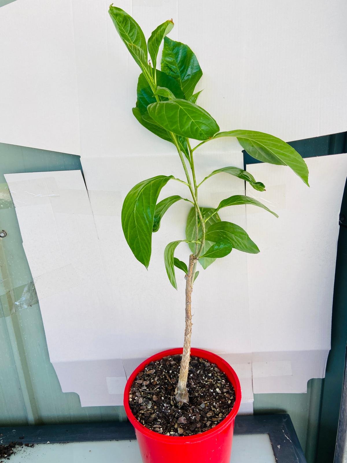 Adasonia Digitata (Baobab) #65