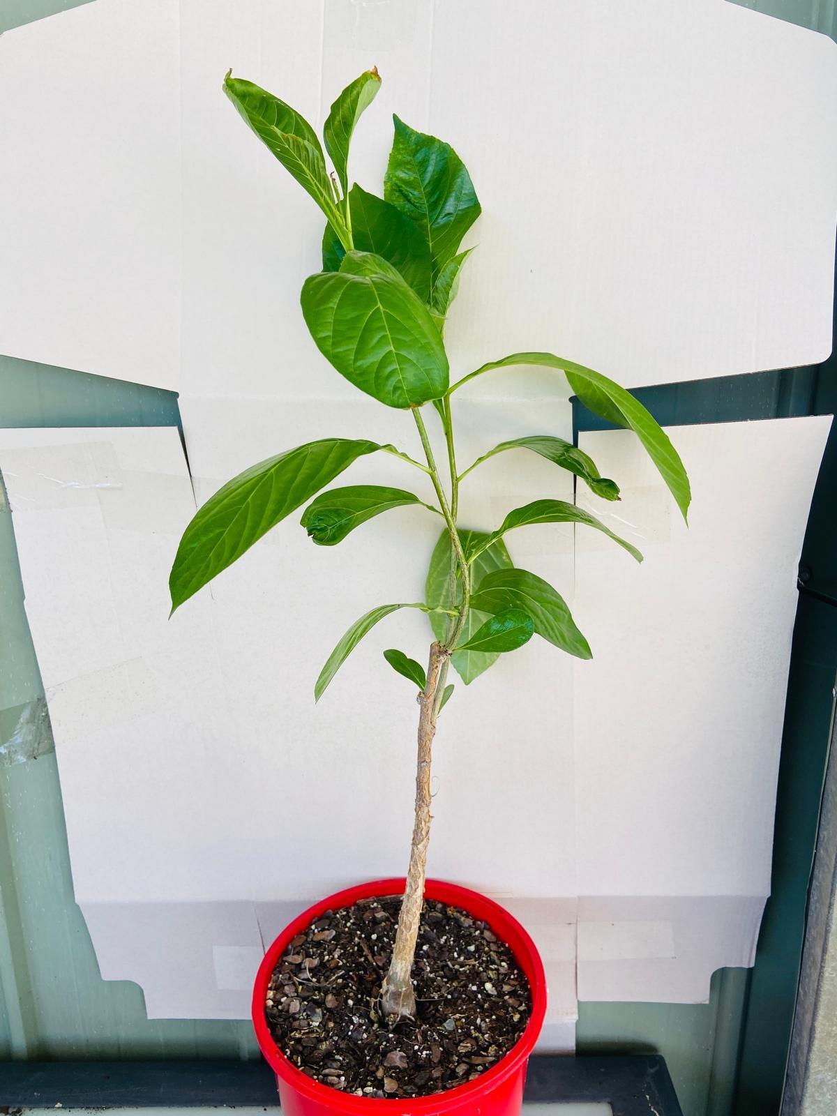 Adasonia Digitata (Baobab) #65