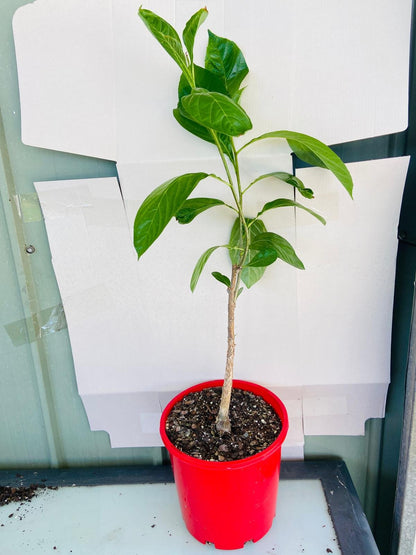 Adasonia Digitata (Baobab) #65