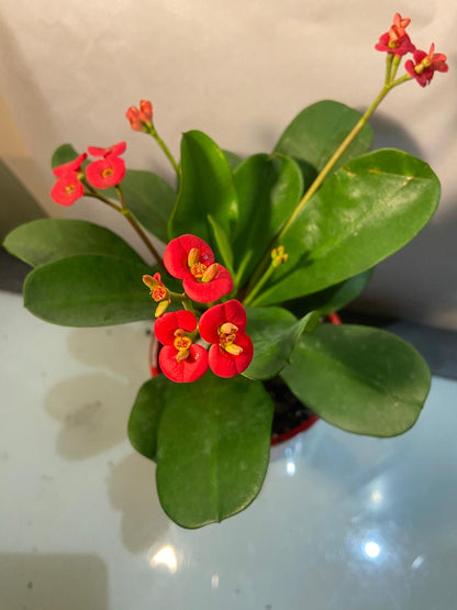 Euphorbia Somona Gabriella Red