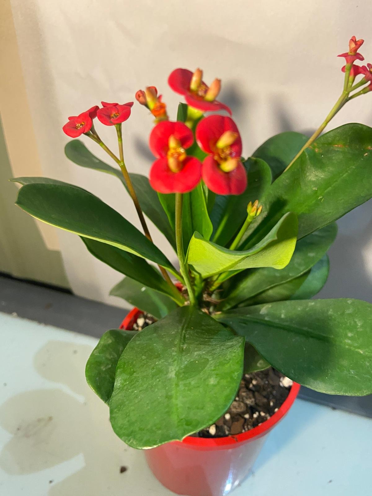 Euphorbia Somona Gabriella Red