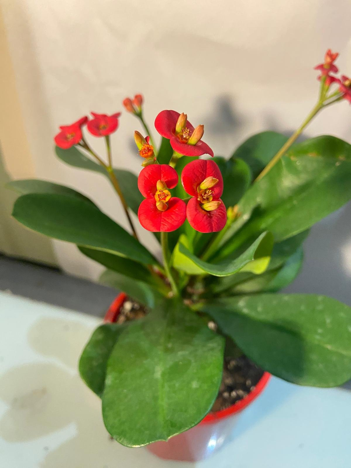 Euphorbia Somona Gabriella Red