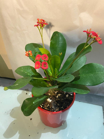 Euphorbia Somona Gabriella Red
