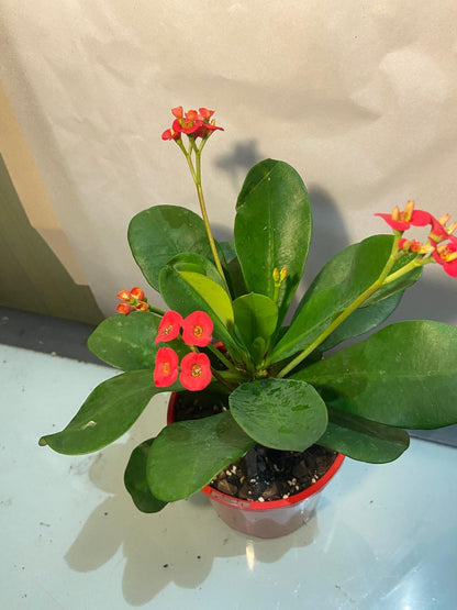 Euphorbia Somona Gabriella Red