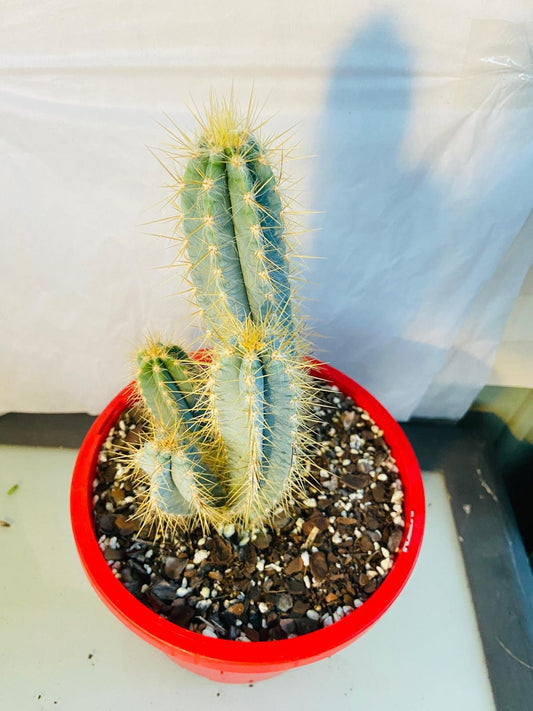 Cacti - Pilocereus #96