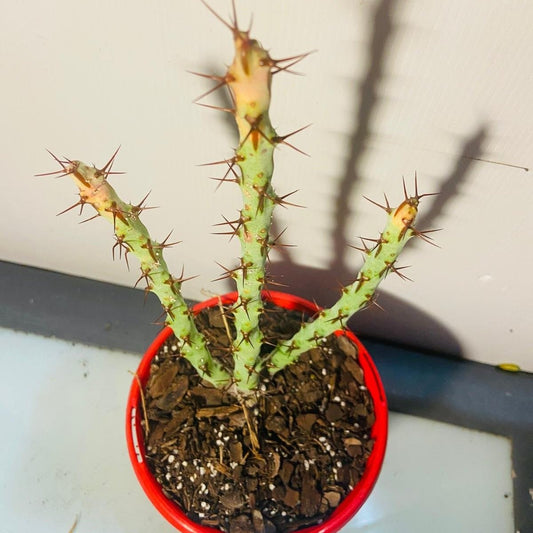 Euphorbia Special  #6