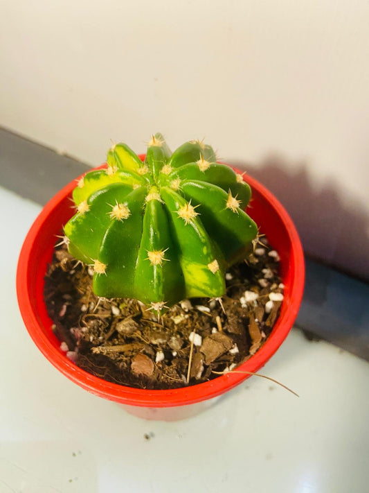 Echinopsis special # 54