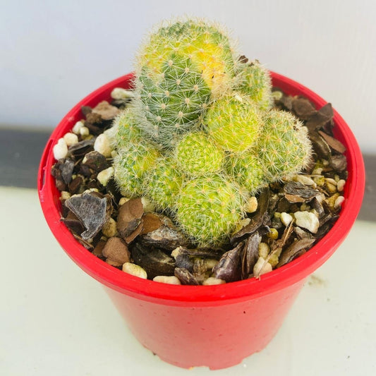 Cacti - Rebutia variegated #61