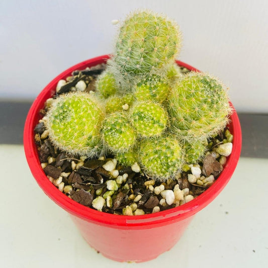 Cacti- Rebutia Variegated #62