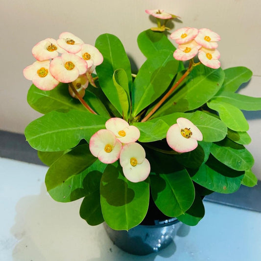 Euphorbia milli 2 in one #43